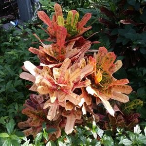 Meet your Posher, Kara